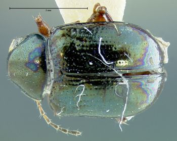 Media type: image;   Entomology 27825 Aspect: habitus dorsal view
